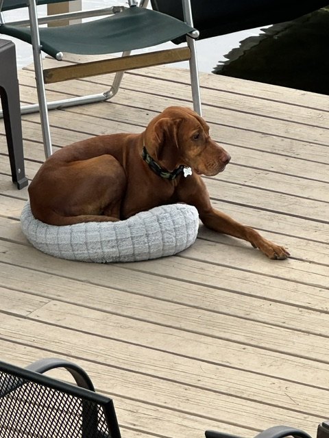Dog relaxing on the deck