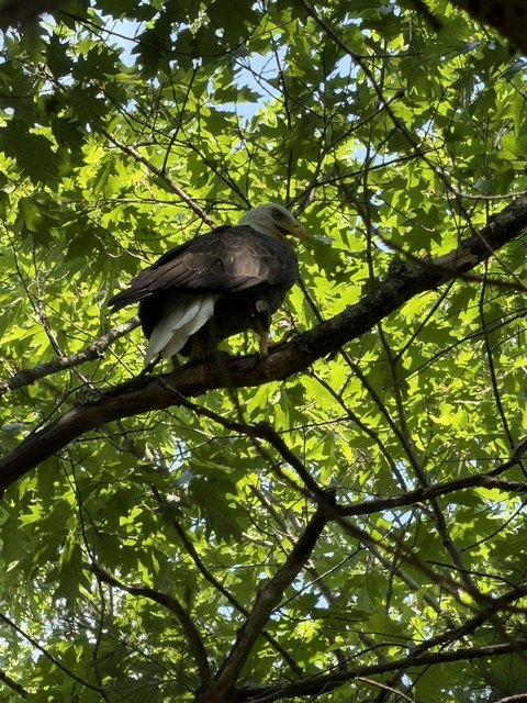 Bald eagle in a tree near Katherine Lake