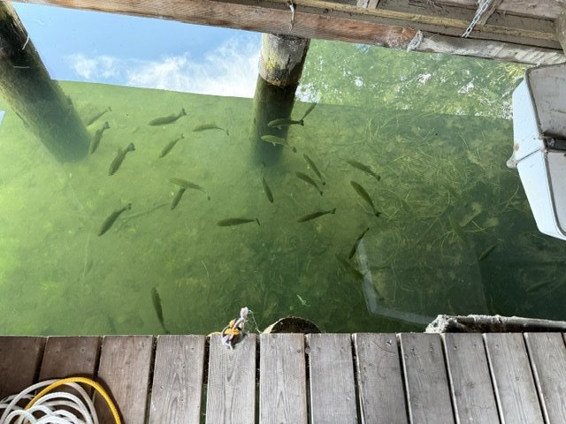 Fish visible below the dock in clear water